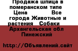 Продажа шпица в померанском типе › Цена ­ 20 000 - Все города Животные и растения » Собаки   . Архангельская обл.,Пинежский 